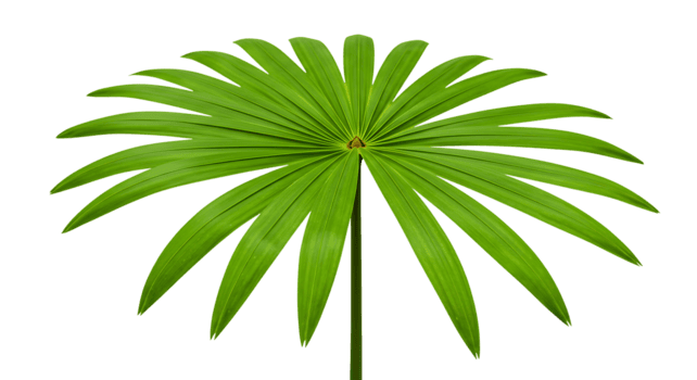 un vibrante verde palma hoja con un modelo de segmentos extensión desde un central punto en contra un transparente antecedentes exhibiendo el intrincado veteado y suave bordes de tropical follaje. png