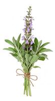 flores fondo, flores fondo de pantalla, un manojo de Fresco sabio hierba con púrpura flores atado con yute cuerda en un blanco antecedentes foto