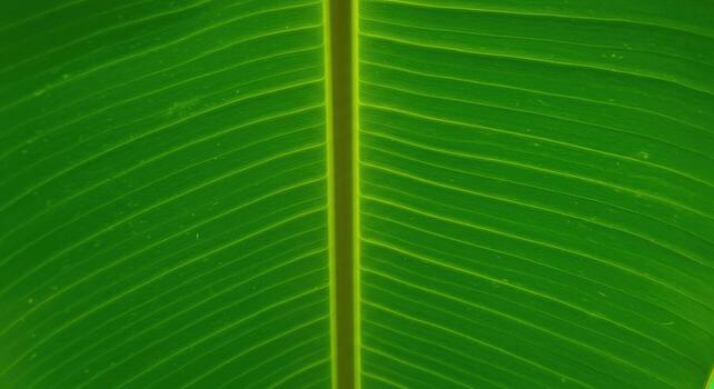 Tropical green leaf texture abstract nature background photo