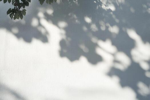 A white wall with a tree casting shadows on it photo