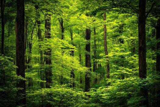 Lush forest canopy photo