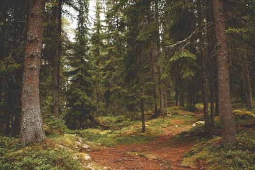 Dense forest path. Tranquil woodland scene photo