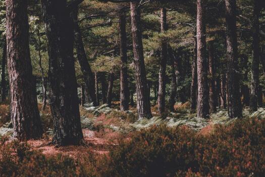 Dense forest canopy, towering trees photo