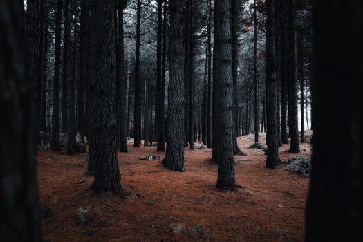 Dark and Mysterious Pine Forest photo