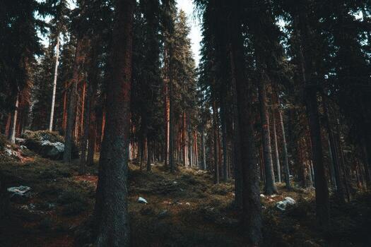 A forest with tall trees and grass photo