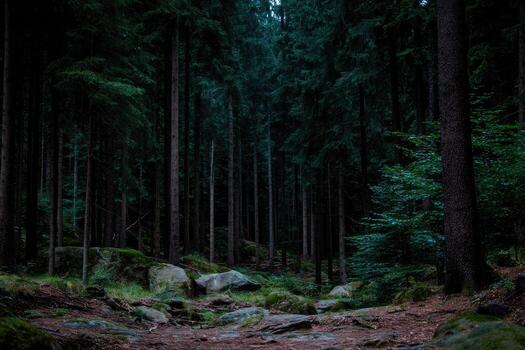Deep forest at twilight photo