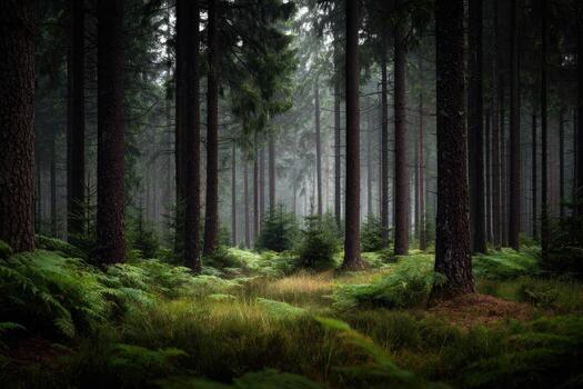 A forest with tall trees and ferns photo