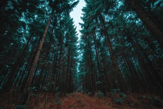 Dense forest path, towering trees photo