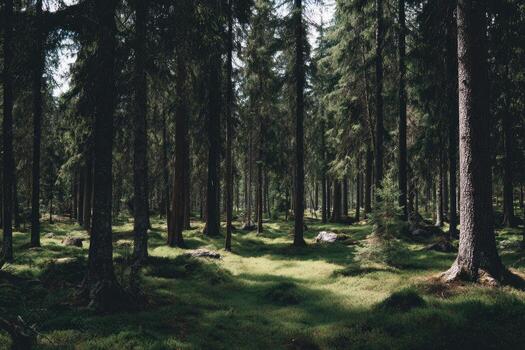 Sunlit Forest Floor photo
