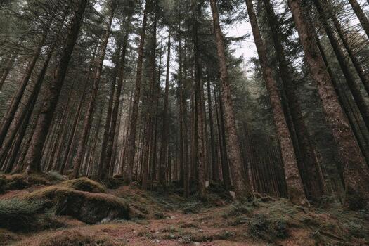 A forest with tall trees and mossy ground photo