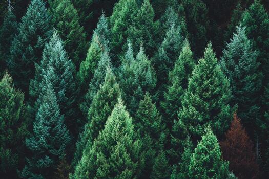 A forest of green trees with many different colors photo