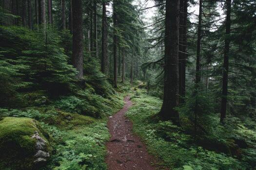 Misty forest path winding through lush greenery photo