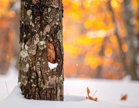 Close-up of a tree trunk in winter. Snow covers the ground and a portion of the trunk, with a patch of autumnal, golden-hued bokeh in the background photo
