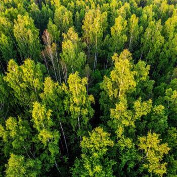 denso bosque pabellón visto desde arriba. un multitud de alto árboles, varios sombras de verde y ligero amarillo, formar un denso cubrir foto