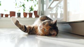 lat kalikå katt liggande på de golv och höja, stretching tassar, vill ha till spela, ser på kamera. video