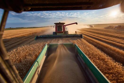 Wheat harvesting during golden hour with view from tractor cab in vast field photo