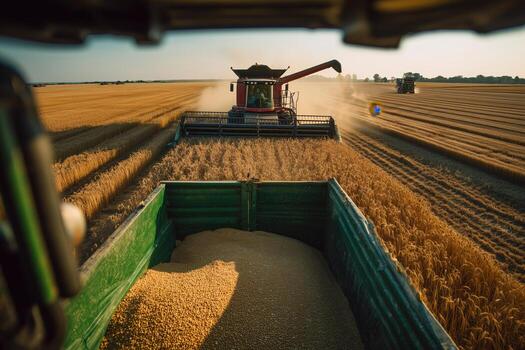 Harvesting wheat at sunset with a combine and grain cart in a vast field photo