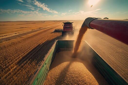 Harvesting wheat on a sunny day in a vast field with a combine and truck working together photo