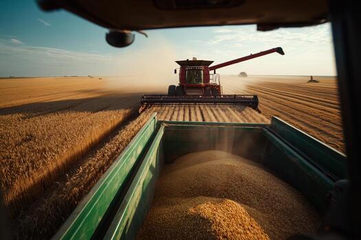 Harvesting wheat in golden fields at sunset with machinery and dust creating a countryside scene photo
