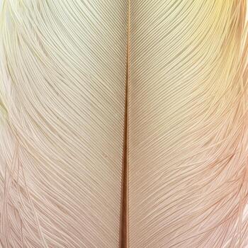 Macro Close Up Of Feather Showing Intricate Lines And Delicate Natural Texture photo