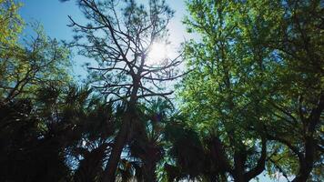 Warm colors and bright blue sky create a beautiful picture. Sun goes through the coniferous tree branches. Bottom up view video