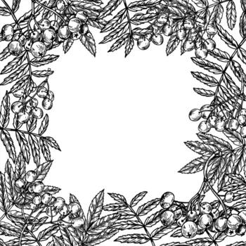 Monochrome rowan tree branches isolated square frame with empty space for text. Hand drawn mountain ash berries with leaves outline drawing. Autumn harvest for food packaging, greeting cards vector