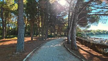 Shaded Forest Path Along Adriatic Coast, Tall Pine Trees Creating Natural Tunnel, Sunlight Streaming Through Branches And Scenic View Of Sea On The Right video