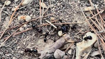 Observe a fascinating swarm of ants diligently working together in their natural environment on the ground surface video