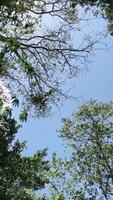 träd tak skapande ram för blå himmel i porträtt video