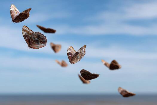 A group of butterflies flying in the air photo