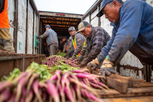 A group of men loading up a truck with carrots photo