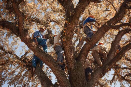 Tree trimming services in san diego photo