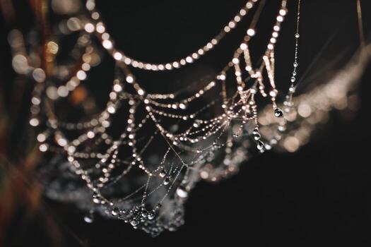 Spider web with water droplets photo