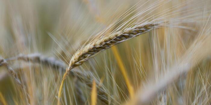 A detailed macro shot of golden wheat stalks swaying gently in a sunlit field, ready for harvest. photo