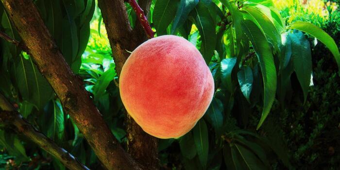 A vibrant, ripe peach hanging on a tree branch with lush green leaves around it. photo