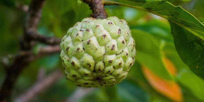 A vibrant sugar apple fruit hangs from a tree branch, displaying its unique textured skin and fresh look. photo