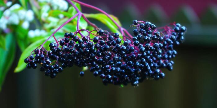 A macro shot of elderberries showcases their deep color and clustered growth on the branch. photo