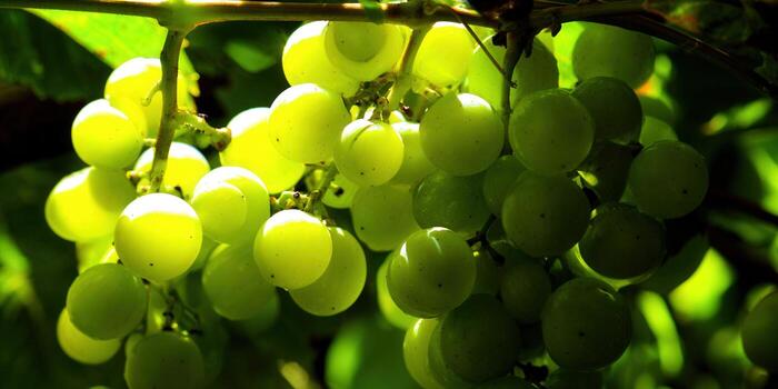A beautiful cluster of ripe, green grapes hanging from a vine in sunlight. photo