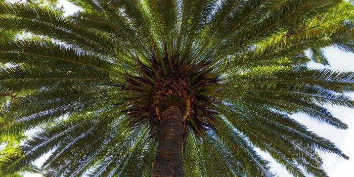 View of a palm tree from below, with a lush green canopy and bright sky. photo
