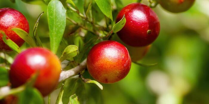Vibrant red berries ripening on a branch, a beautiful sight in the summer. photo