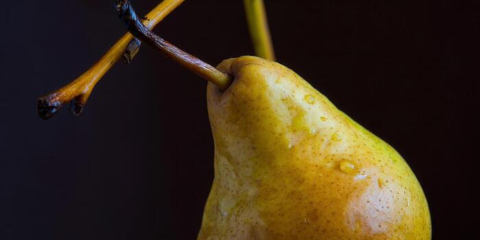A detailed view of a ripe pear with water droplets, hanging from a branch against a dark background. photo