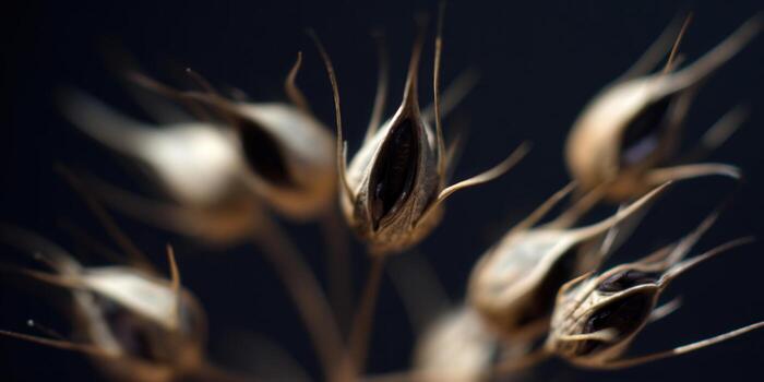 Intricate seed pods in soft focus against a dark, blurred background, highlighting natural textures. photo