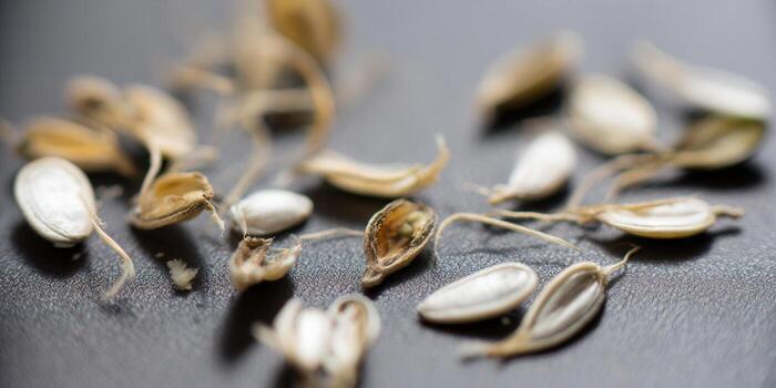 Sprouting seeds in a close-up shot, showcasing the delicate early stages of growth and life. photo