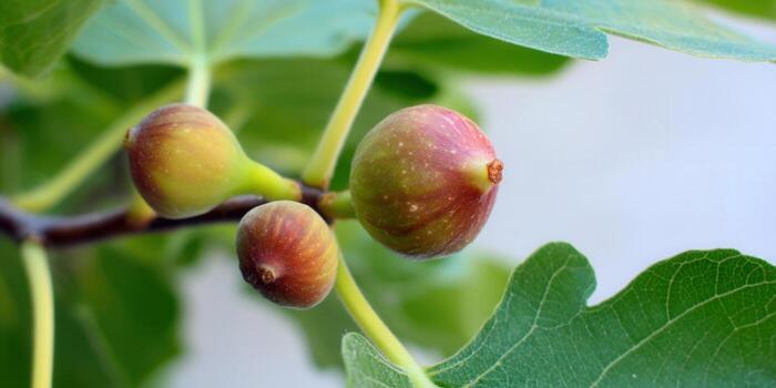 A close-up view of figs ripening on a fig tree branch, showing their vibrant colors and details. photo