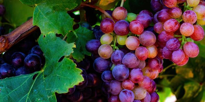A close-up of a bunch of ripe grapes, showing vibrant colors and details. photo