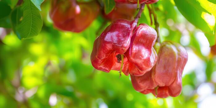 A cluster of ripe, red rose apples hanging from a branch, surrounded by green foliage. photo