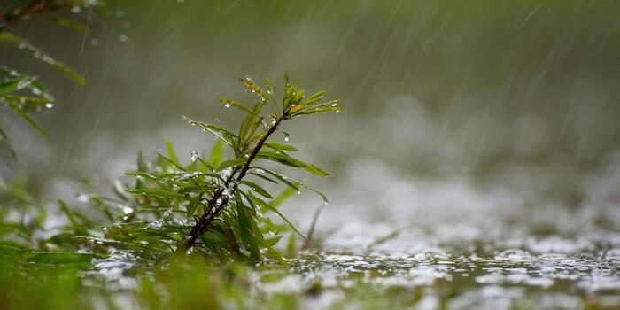Raindrops cascading onto a green plant create a tranquil, wet scene. photo