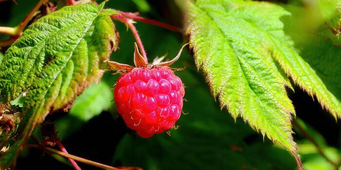 A single, vibrant red raspberry ripe on the vine, surrounded by healthy green leaves. photo