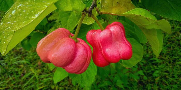 Two ripe java apples hanging on a branch, a vibrant tropical fruit photo