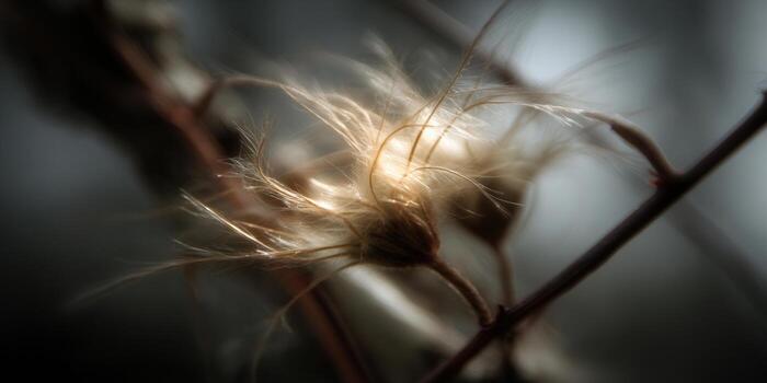 Delicate seed heads gently catching sunlight in a soft and blurred setting. photo